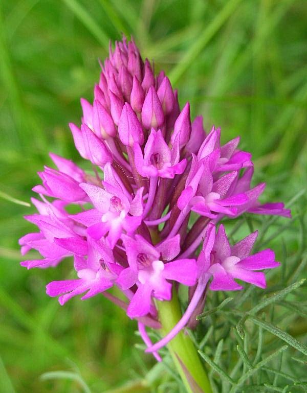 Anacamptis pyramidalis